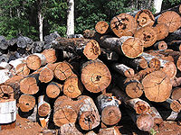 Timber in storage for later processing at a sawmill.