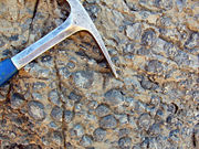 Oncolites; Guilmette Formation (Late Devonian) near Hancock Summit, Pahranagat Range, Nevada.