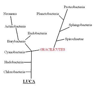 Cavalier-Smith's version of the tree of life, showing the subgroups of the clade Gracilicutes.