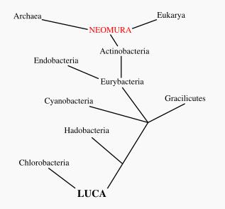 A phylogenetic tree, showing how Eukaryota and Archaea are more closely related to each other than to Bacteria, based on Cavalier-Smith's theory of bacterial evolution.