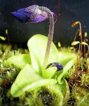 Pinguicula grandiflora commonly known as a Butterwort