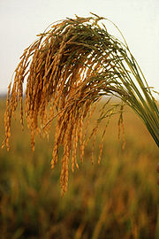 Nearly all the food we eat comes (directly and indirectly) from plants like this American long grain rice