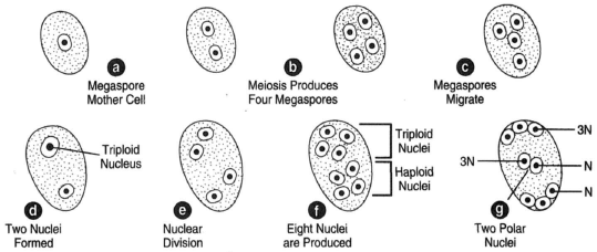 Female gametophyte developmenti n al ily. (a) Megaspore mother cell undergoes meiosis to produce four megaspores, (b). All four megaspores remain functional. (c) Three migrate to the upper end of the embryo sac, one to the lower end. (d) The three at the upper end fuse, forming a triploid nucleus. There are then two nuclei. (e) They divide twice, producing eight nuclei, four of which are triploid, and four haploid. (f) One of each cluster of four nuclei migrates toward the center of the embryo sac to form polar nuclei (g)
