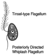 A biflagellated gamete showing an anterior tinsel-type flagellum and a posteriorly directed whiplash flagellum.