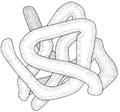 The configuration of a protein shows bends at specific sites.