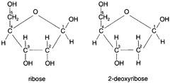 Deoxyribose differs from ribose in having onel ess oxygen atom.