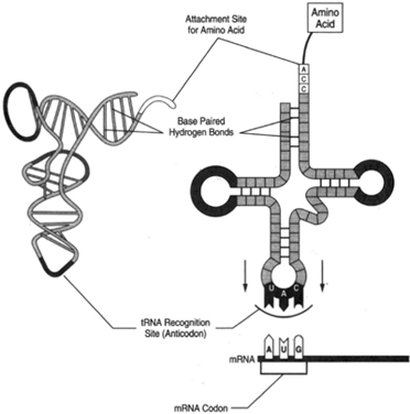 t-RNA molecule