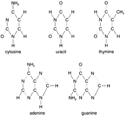 Five kinds of bases occur in nucleic acids: adenine, thymine, cytosine, and  guanine for DNA, and adenine, cytosine, guanine, and uracil for RNA. Adenine and guanine are purines; cytosine, thymine, and uracil are pyrimidineIns. p airing, a purine always links with a pyrimidine.
