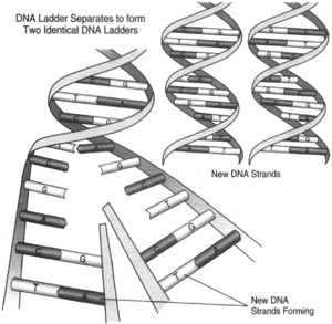 Before DNA can replicate or act as a template 