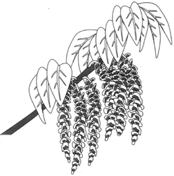 Catkins, a type of inflorescence