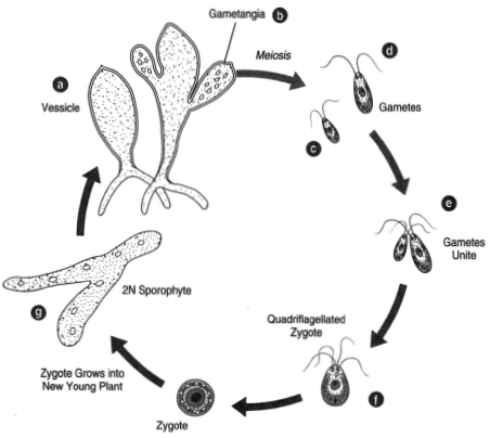 Codium (a) a vesicle bearing gametangia, (b); (c) and (d) gametes that differ in size. (e) The union of gametes produces a quadriflagellated zygote, (f), that grows into a new young plant, (g). Meiosis occurs in the production of gametes.