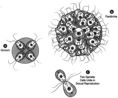 The Vohracine line: (a) Gonium and (b) Pandoha. Anisogamous sexual reproduction may occur. (c) Two gametic cells unite. The zygote is the only diploid cell. When the zygote germinates, meiosis occurs, produczionogs pores that grow into new colonies.