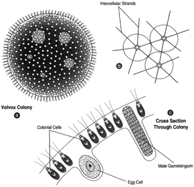 Volvox: (a) a colony of many cells; (b) an enlargement of the cells showing intercellular strands and surrounding matrix; (c) colony portion showing an individual colonial cell, an egg cell, and male gametangium
