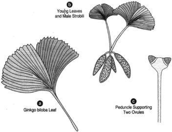 (a) A Ginkgo biloba leaf. (b) Young leaves and catkinlike male strobili. (c) A peduncle supporting two young ovules.