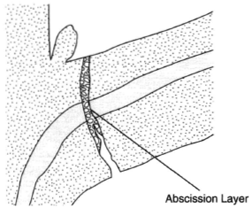 Lanceolate Abscission layer (corky cells that contribute to leaf fall) at the base of a petiole.