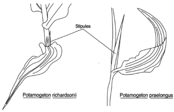 Leaves with stipules (appendages at the base of a leaf). Both are from aquatic plants: (a) Potamogaton richardsonii, with stipules reduced to shreds, and (b) Potamogeton praelongus, with a long, persistent stipule.