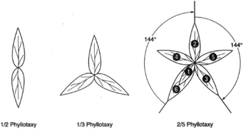 Phyllotaxy: at left, ½ phyllotaxy; at center, 1/3 phyllotaxy; and at right, 2/5 phyllotaxy. Note that the leaves are numbered. If you trace from leaf 1 to leaf 2, it measures 144°; from leaf 2 to leaf 3 also measures 144°. If you continue to leaf 6 , you will have traced two full passes around to reach the position of beginning at leaf 6 , and you will have passed through five leaves. This is 2/5 phyllotaxy
