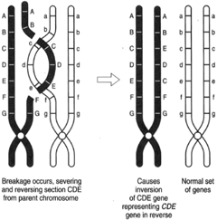 An inversion. Genes C, D, and E are reversed