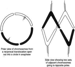 When the chromosomes from a reciprocal translocation go into anaphase, they open out into a circle, left. Adjacent chromosomes go to opposite poles, as shown in the side view at right.