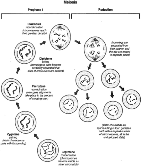 Meiosis. The first five drawings are aspects of prophase I, which is followed by two cell divisions and a reduction in chromosome number