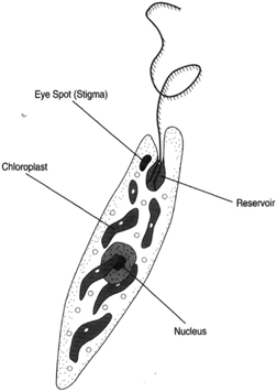 Euglena Eye spot (stigma), reservoir, nucleus, and chloroplast. 
