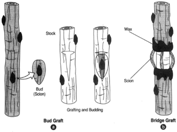 (a) Bud grafting: a bud excised from a stem is placed under bark having been opened by either a T- or a door-shaped cut.( b) A bridge graft can be used to repair an injured stem