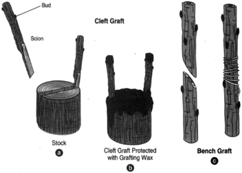 Grafting of a scion on a stock. (a) A cleft graft( used in topworking a tree). (b) The cleft graft protected with grafting wax. (c) A bench graft secured by a waxed string.