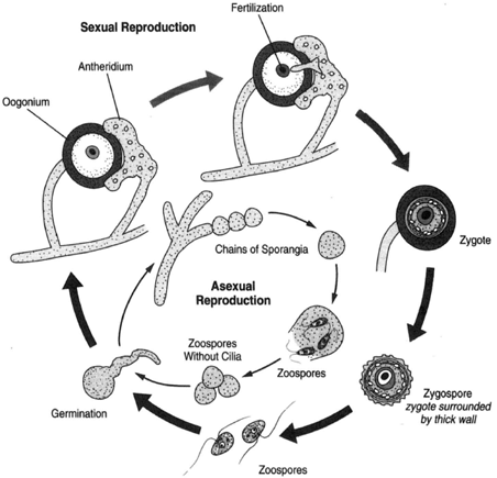 Albugo candida. In asexual reproduction, chains of sporangia break away from the hyphae. When mature, the sporangium ruptures, releasing zoospores, which swim about for a time, lose their cilia and grow into a new mycelium. In sexual reproduction, fertilization occurs when the male gamete of the antheridium penetrates the oogonium to fertilize the egg cell. The zygospore thus formed produces biciliated zoospores which grow a new mycelium.
