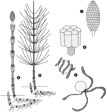 Equisetum arvertse, a horsetail. (a) A reproductive shoot bearinga strobilus at the tip. (b) A vegetative shoot. The shoots arise from horizontal rhizomes(.c ) An enlarge ment of the strobilus. (d) A sporangiophore bearing six sporangia. (e) Spores, one with elaters coiled about the spore, and the other with elaters extended
