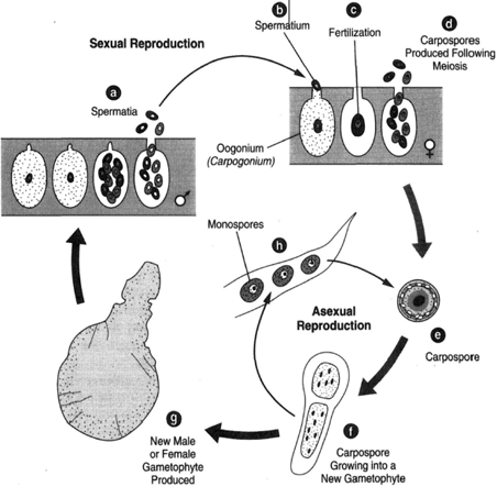 A monostromatic form of Porphyra (a) spermatia; (b) an oogonium, or carpogonium, with spermatium at the end of the trichogyne; (c) fertilization. (d) Meiosis occurs and carpospores are produced. The carpospores grow into new gametophytes,( e), (f), and (g). At (h) an asexual pathway generates monospores, which can grow into new plants.