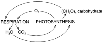 Respiration and photosynthesis are opposite types of reactions, and carbon dioxide and oxygen go through cycles.