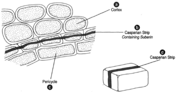 The endodermis, a single layer of cells, has a band of suberin called the Casparian strip, (b), which lies along the radial and transverse walls. The Casparian strip is postulated to influence the inward and outward flow of water from the cortex (a), to the pericycle, (c), and reverse.