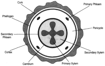 Cross section of a root exhibiting a small amount of secondary growth. In depositing secondary xylem, the cambium moves outward to form a circle. This pushes the primary phloem outward, where its remnants are represented four small islands. The primary xylem is unaffected. The secondary phloem is thin and compressed. The pericycle is still intact. A new cambium, the phellogen, takes form and produces a small amount of cork. The cortex and epidermis begitno slough away.