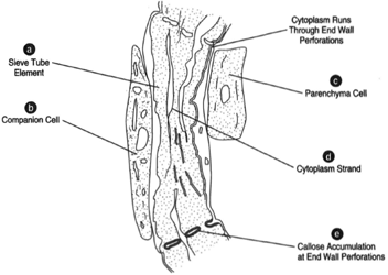 (a) Sieve-tube element, (b) Companion cell, (c) Parenchyma cell, (d) Cytoplasm of sieve cell, (e) Callose accumulation