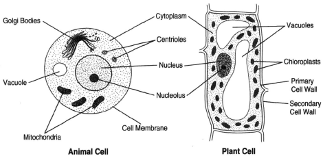 At the left is a generalized animal cell showing mitochondrion, vacuole, nucleus, nucleolus, centrioles, and Golgi bodies. At the right is a plant cell, which conforms to the shape of a rigid cell wall. With the exceoption of the centrioles, which are generally not seen in plant cells, plant cell possesses the same organelles as are shown for the animal cell. Shown for the plant cell are chloroplasts, a large vacuole, and both primary and secondary cell walls, which lie outside of the cell membrane.