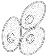 Parenchyma, an unspecialized living tissue having conspicuous intercellular spaces.