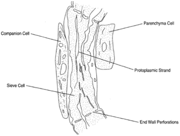 Sieve cell with companion cell. The protoplasmic