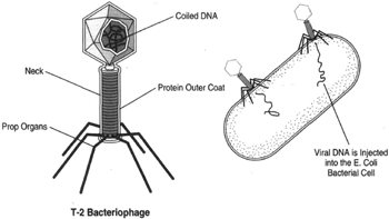 T-2 phage particle