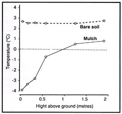 Mulch cools air temperature above ground.
