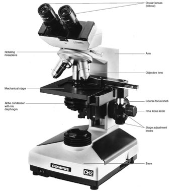 The compound microscope and its parts.