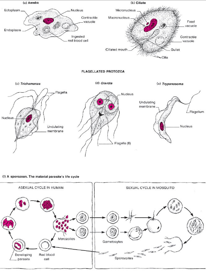 Diagrams of four types of protozoa. (a) An active ameba. (b) A ciliated protozoan (Balantidium coli), (c), (d), and (e) Three types of flagellated protozoa. (f) Developmental stages of the malarial parasite, a sporozoan (Plasmodium species).
