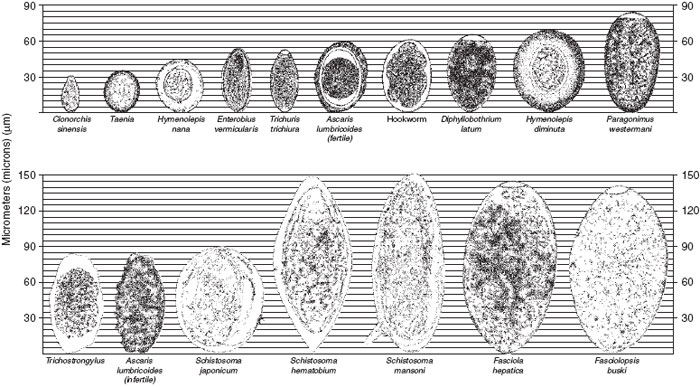 Relative sizes and comparative morphologies of representative helminth eggs.