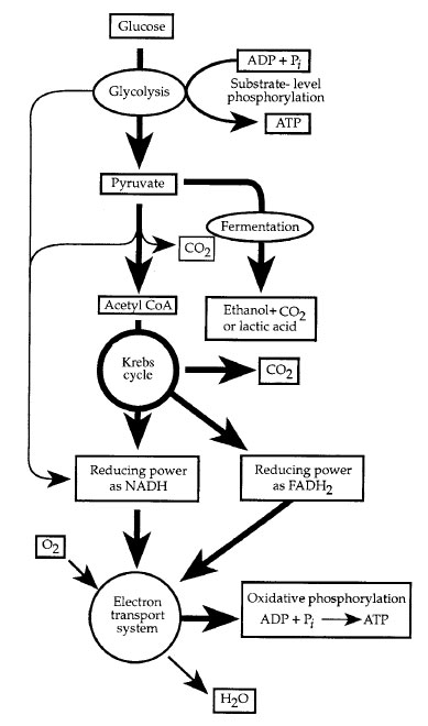 Figure 1-3 Chemoheterotrophic metabolism.