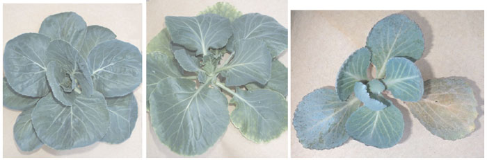 Cabbage (Brassica oleracea var. capitata L.) plants showing symptoms of stunting