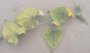 Iron-deficient cucumber (Cucumis sativus L.) plant.