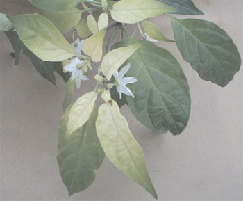 Iron-deficient pepper (Capsicum annuum L.) plant. The young leaves are yellow, and the older leaves are more green