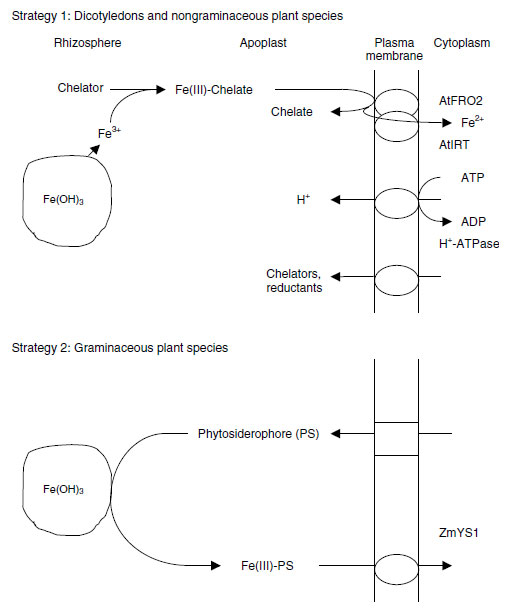 Strategies for acquisition of Fe in response to Fe deficiency in Strategy 1 and Strategy 2 plants