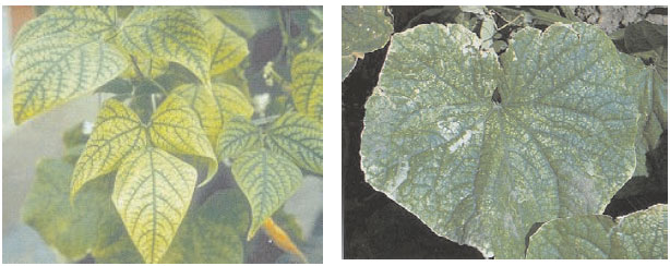 Manganese deficiency on crops: left: garden bean (Phaseolus vulgaris L.) and right, cucumber (Cucumis sativus L.)