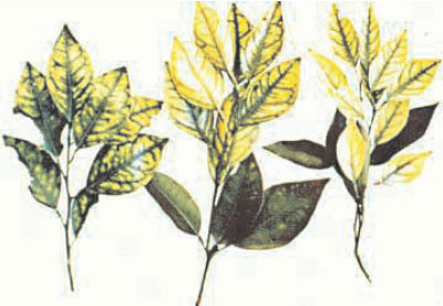 Mottled leaf symptoms characterize zinc deficiency symptoms in citrus (Citrus spp. L.)