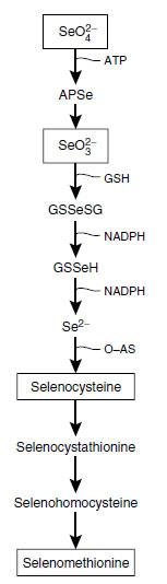 Proposed pathway for formation of the two Se-amino acids, Se-cysteine and Se-methionine in plants. (Abbreviations: APSe, adenosine 5'-selenophosphate; GSH, reduced glutathione; GSSeSG, selenotrisulphide; GSSeH, selenoglutathione; O-AS, acetylserine.